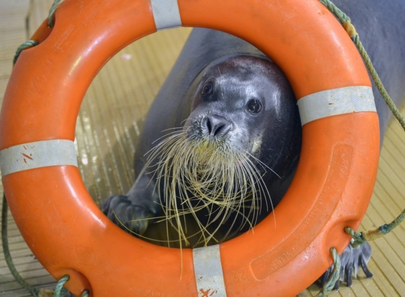 С 1 января закроют Мурманский океанариум