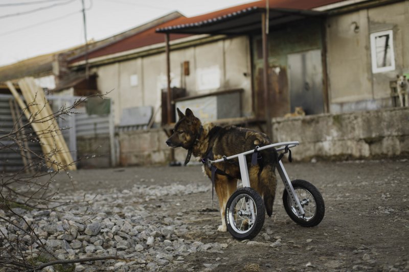 Ни один приют в Мурманской области не соответствует требованиям закона