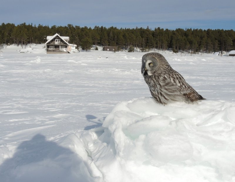 Бородатая неясыть позировала в Кузреке