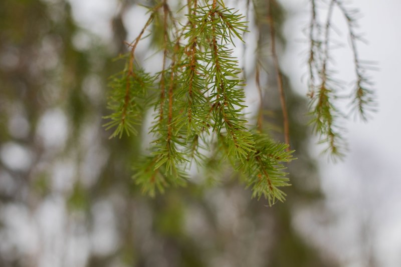 Плюсовая температура сохранится в Мурманске на 3 дня