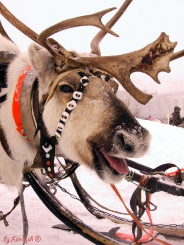 Не всем хватило мест на автобусы до Праздника Севера в Ловозере