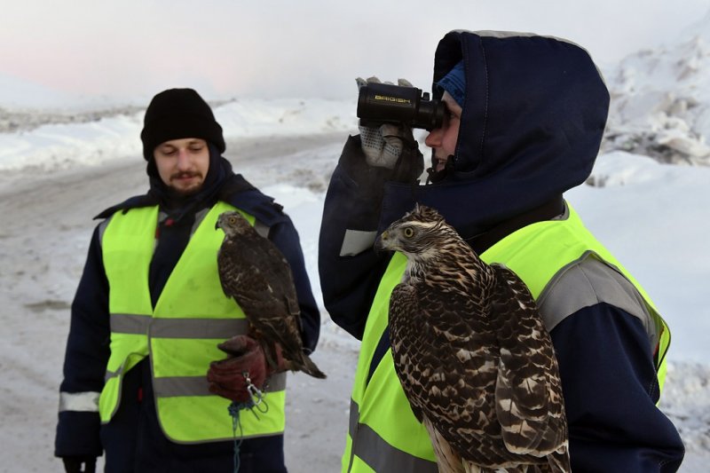 Горячая пора началась у ястребов-охранников мусорного полигона в Междуречье