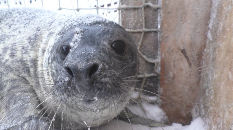 Оскаром назвали детеныша тюленя в Мурманском морском биологическом институте