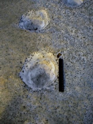 Выходят из берлог медведи в Мурманской области