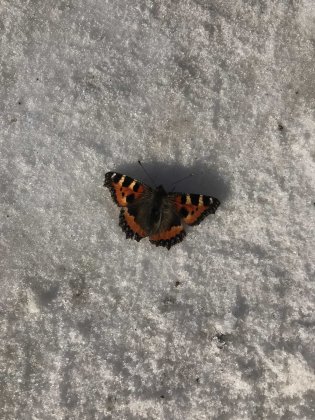 Как просыпаются бабочки — рассказали сотрудники Кандалакшского заповедника