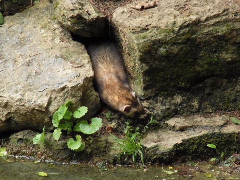 Куница угодила в фотоловушку в заповеднике «Пасвик»