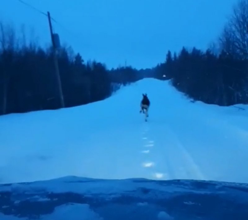 Лось мешал проезду машины в Мурманской области