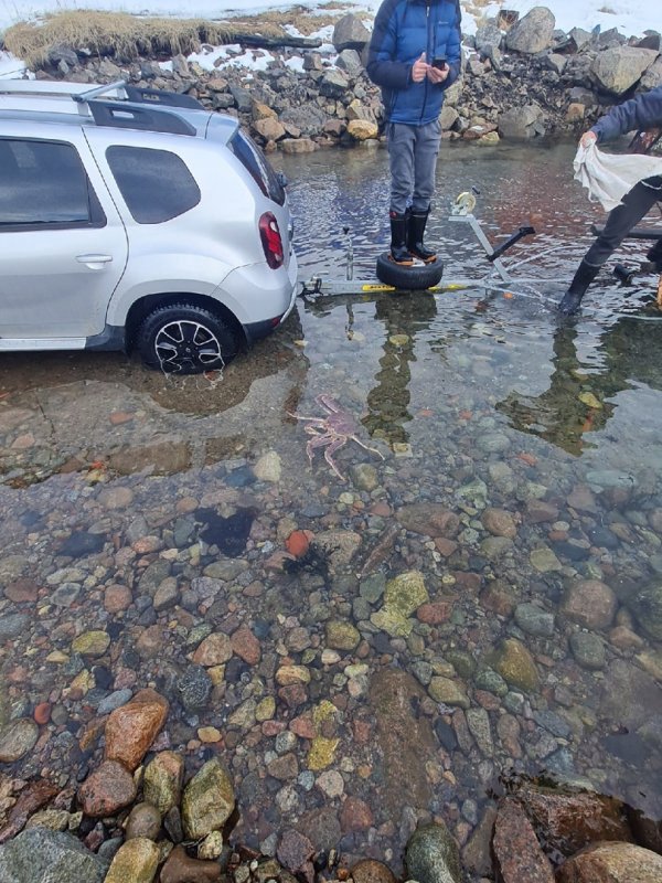 Краб вышел на поиски людей в Териберке