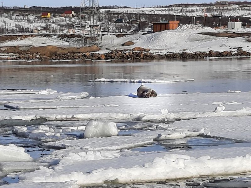 Тюленя заметили возле Поморской набережной в Коле