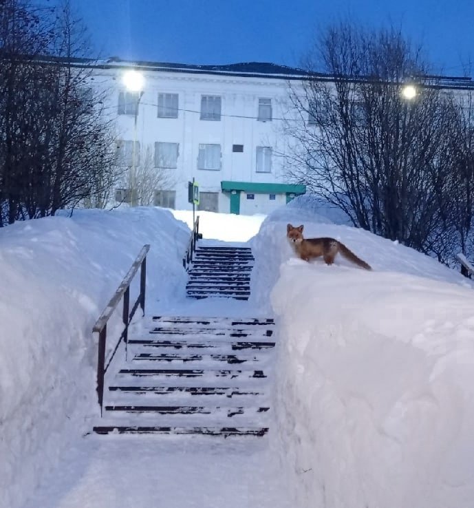 Лиса бегала днем по улицам Полярного