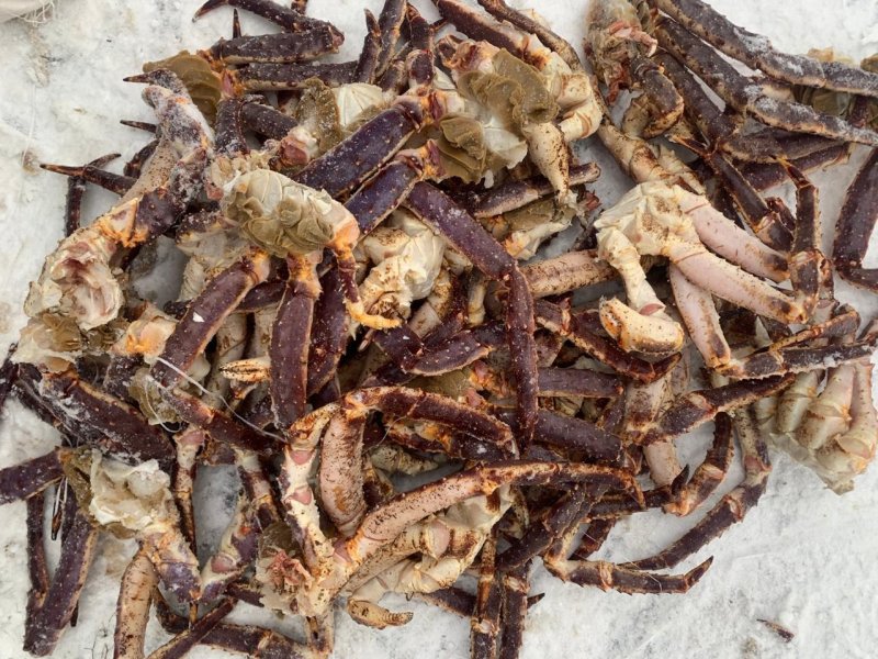 Полтонны краба пытались вывезти браконьеры из губы Ура