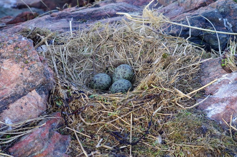 «Роддом» открылся в Кандалакшском заповеднике