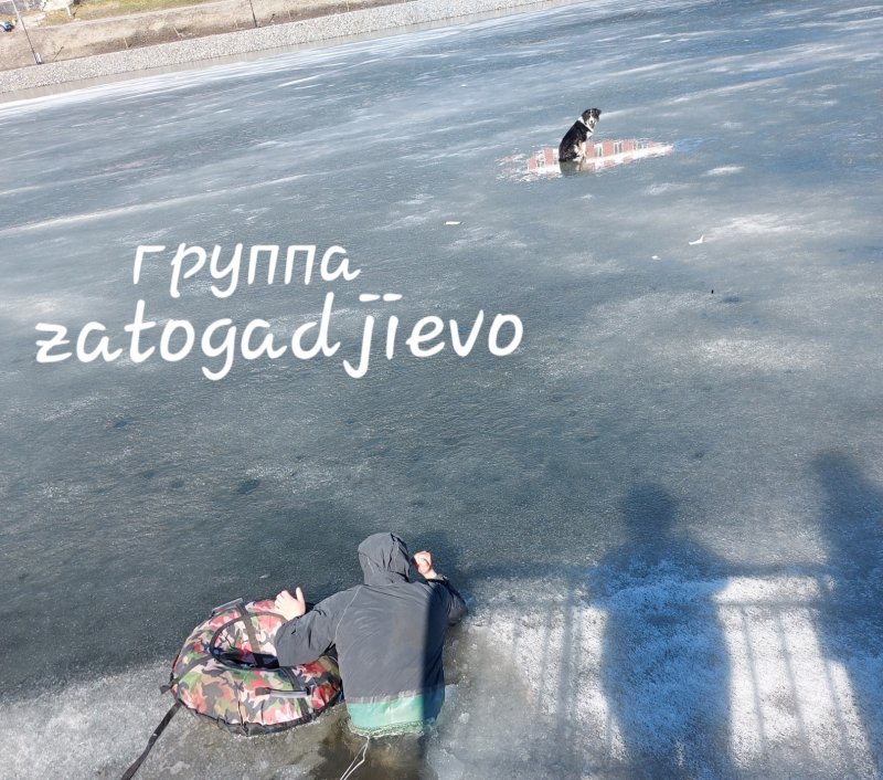 Собаку спасали с середины озера в Гаджиево