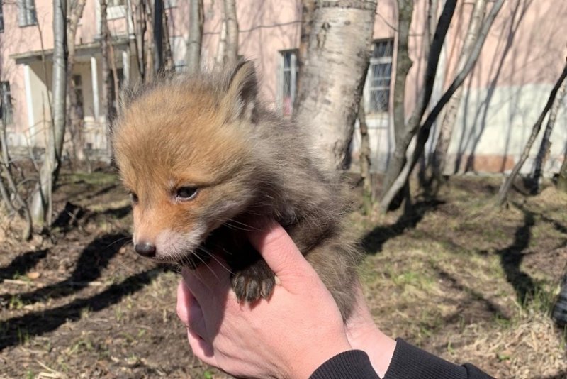 Маленького лисенка нашли сотрудники приюта в Мурманске