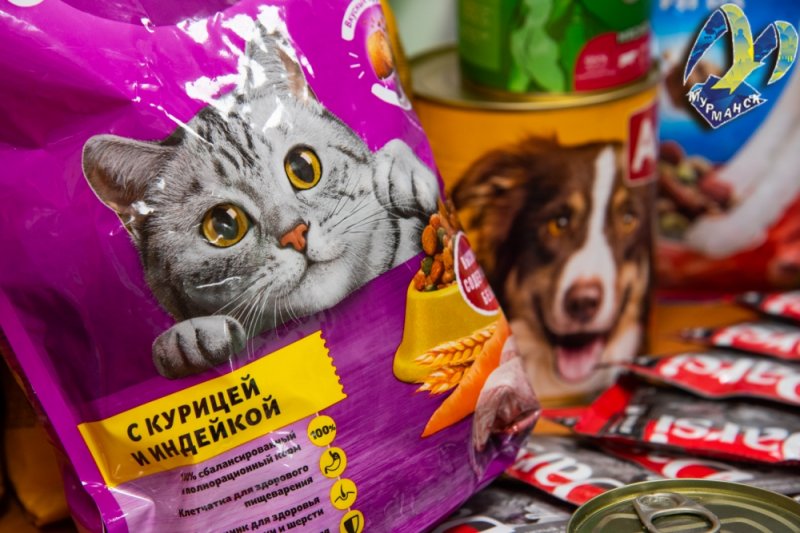 Корм бездомным животным собирают волонтеры в Мурманске