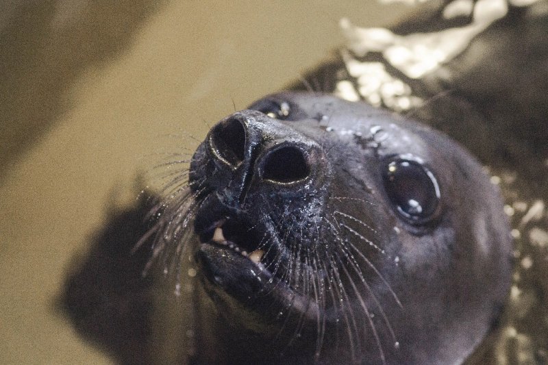 Мурманских тюленей могут перевезти в Москву