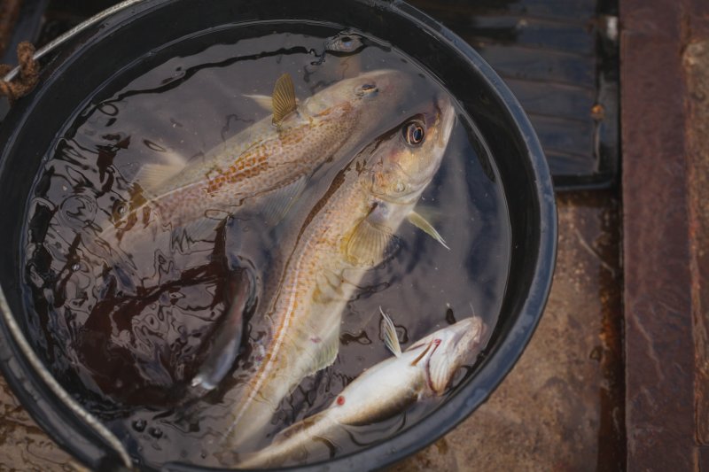 «Путина» стартовала в Мурманской области