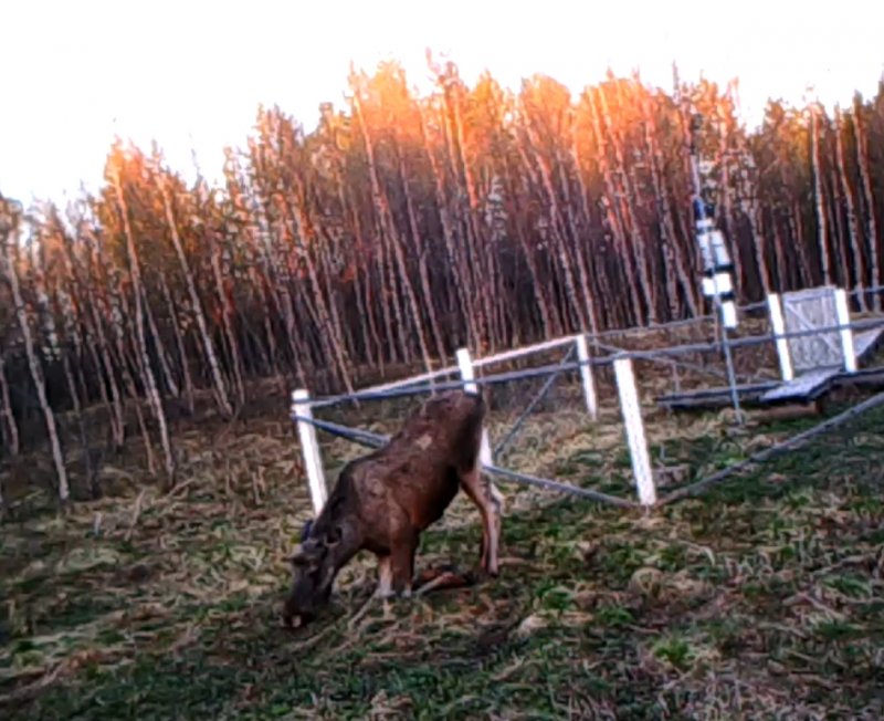 Встал на колени лось в заповеднике "Пасвик"