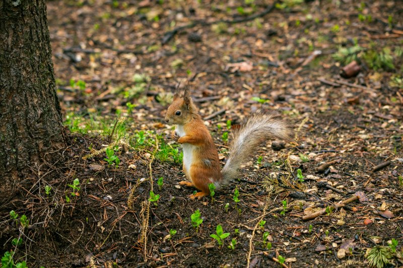 До +1 опустится столбик термометра в Мурманской области