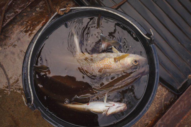 Рыбный фестиваль прошел в Умбе