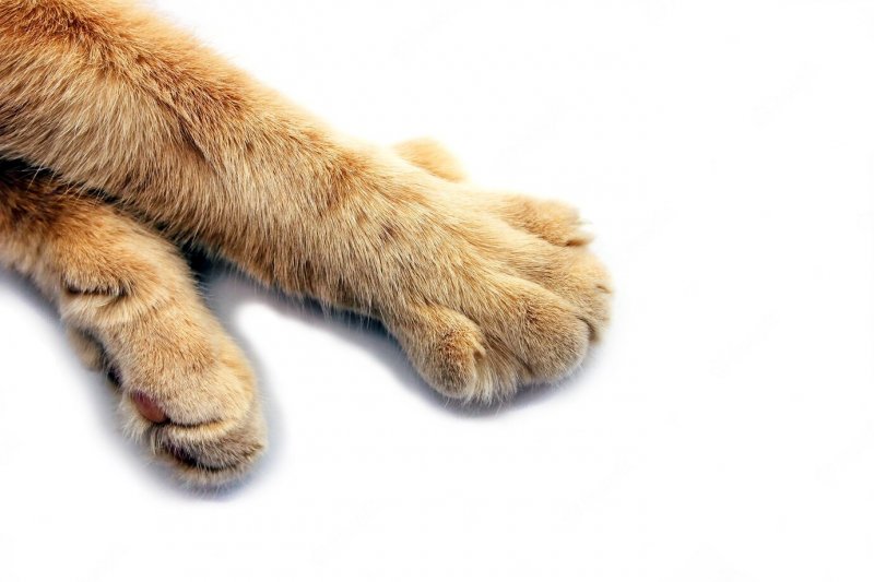 Погибла кошка в горящей квартире в Заполярном