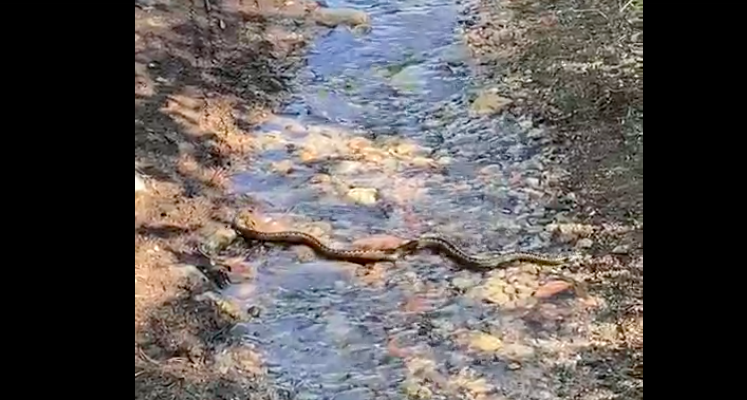 На гадюку наткнулись жители Кандалакши