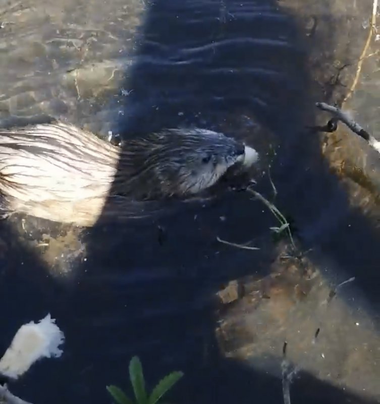 Дикую ондатру накормили хлебом жители Александровска