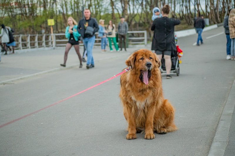Собаководам ограничили число мест для выгула питомцев