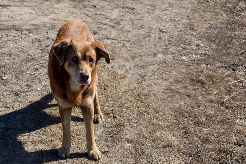 Мурманского живодера отправят в «психушку»
