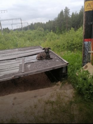 «Хатико» ждет своего хозяина в Княжой Губе