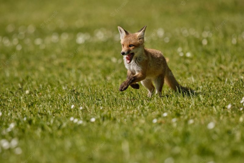 Лисьи игры попали в фотоловушку Кандалакшского заповедника