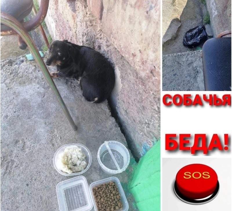 Собаку в мусорном мешке выкинули на улицу в Зверосовхозе