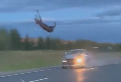На несколько метров вверх подкинула лося машина: видео обсуждают в соцсетях Мурманска