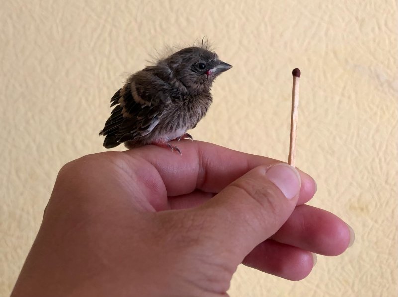 Птенца нашли в бананах в Мурманске