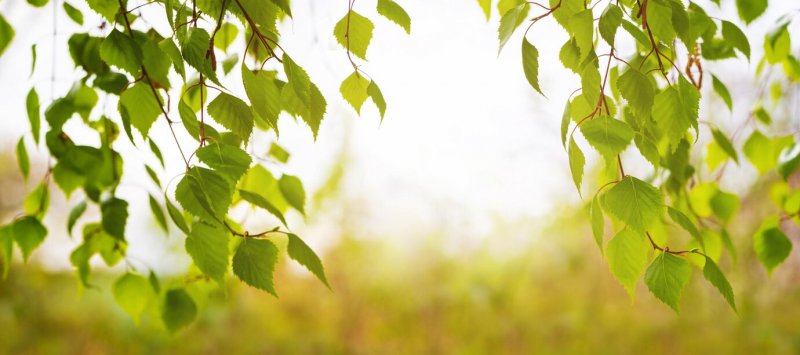 Вырубят полсотни деревьев и кустарников ради нового скейт-парка в Североморске