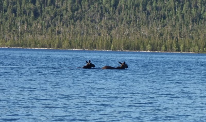 Лосиное «гнездо» обнаружили рядом с Полярными Зорями