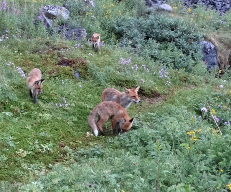 Стая лис вышла к людям в Лиинахамари