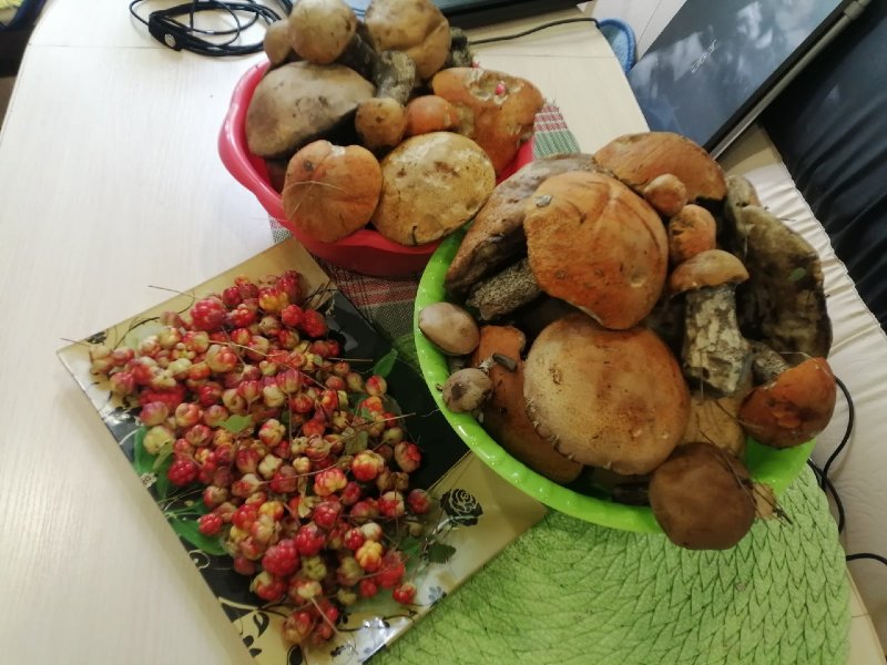 Заколосились грибы на «серебрянке»