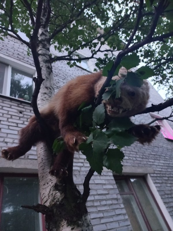 Зубастое чучело пугает жителей Оленегорска