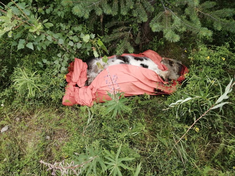 Вздутый труп собаки выкинули на обочину дороги в Ёнском