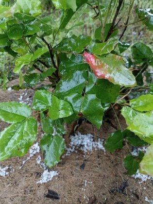 Град прошел в Мурманской области