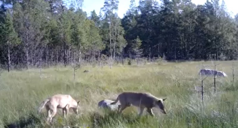 Семья волков впервые попалась в Кандалакшском заповеднике