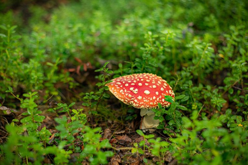 Рекордно теплым признали синоптики август в Мурманске