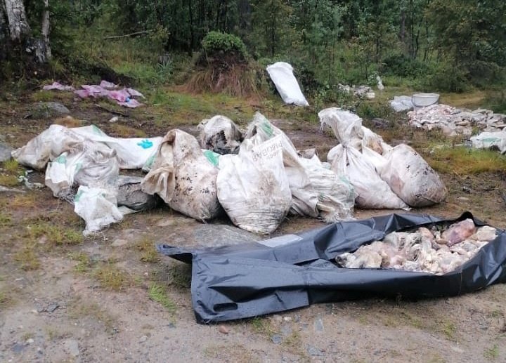 Тонну гниющего мяса нашли в лесу возле Апатитов