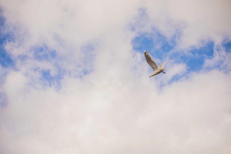 Атаковать мусорный полигон в Междуречье будет меньше чаек