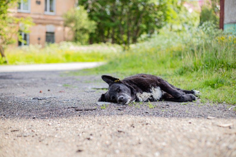 Массовые отравления собак произошли в Полярном