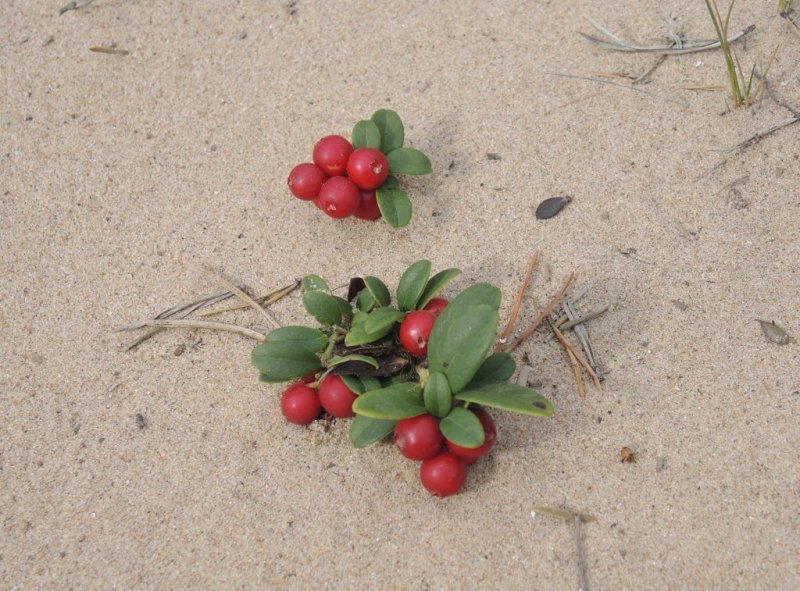 Ягоды и цветы «рвутся» через пески в Кузомени