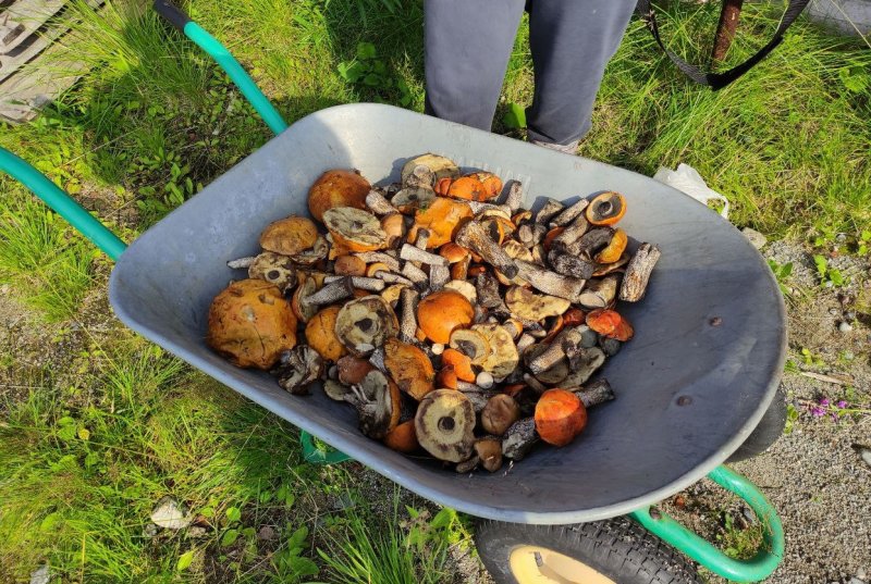 На тачках грибы вывозят из леса жители Кировска