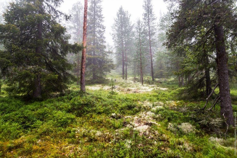 Ни одного лесного пожара не было в августе в Мурманской области