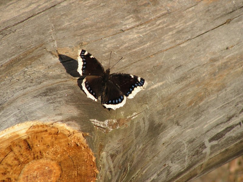 Впервые за 40 лет бабочки-траурницы зачастили на юг Мурманской области